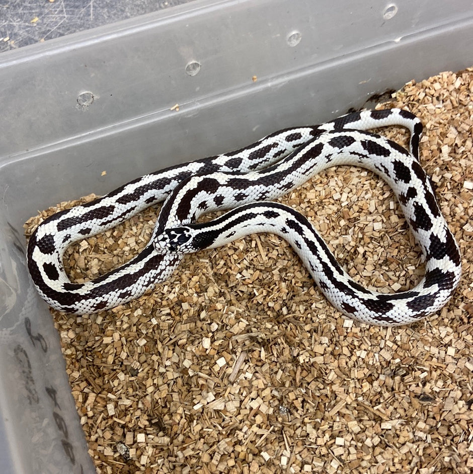 Image showcasing King Snakes For Sale – BHB Reptiles