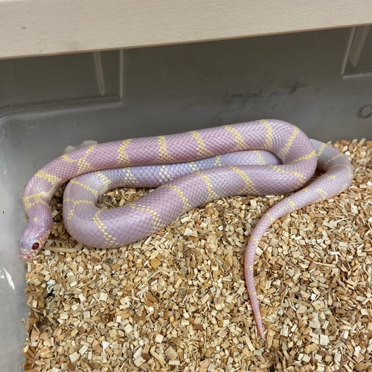Lavender Het Lavender Snow California King Snake 2022 Female F01