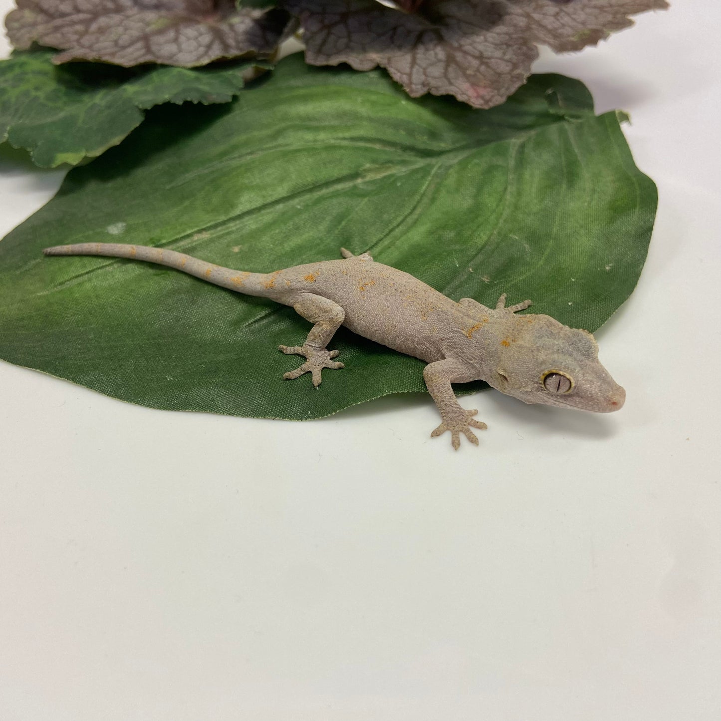 Low Expression Orange Blotched Reticulated Gargoyle Gecko - Unsexed #LCS231