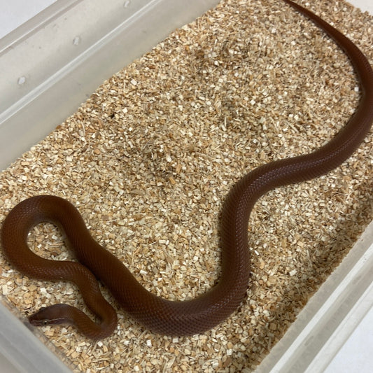 Patternless (Bela Bela Locality) African House Snake 2020 Male M05