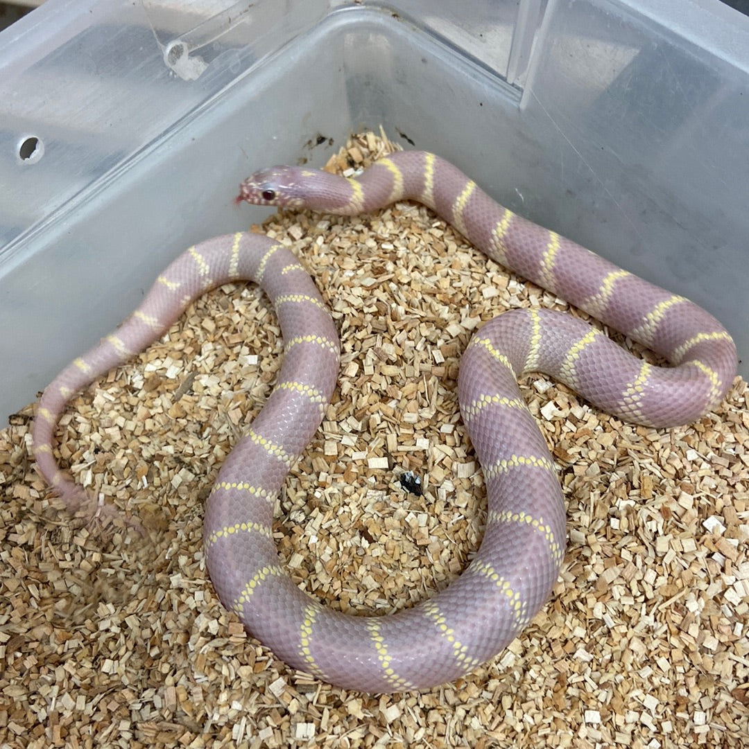 Lavender Het Lavender Snow California King Snake 2022 Male M02