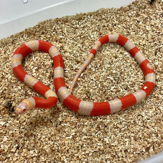 Albino Honduran Milk Snake 2023 Male M01