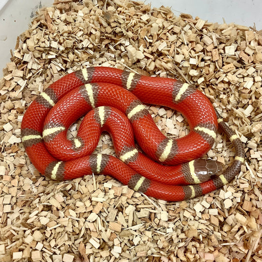 T-Positive Albino Nelsons Milk Snake 2023 Male