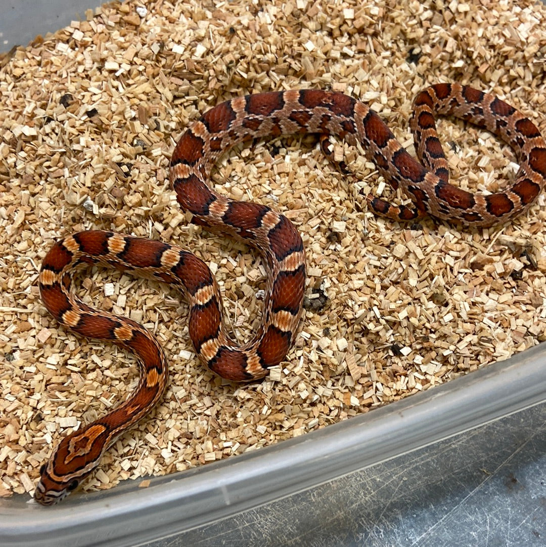 Okeetee Het Scaleless -Cornsnake 2022 M02