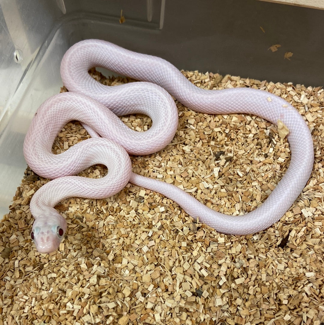 Leucistic Texas Ratsnake 2022 Male M03