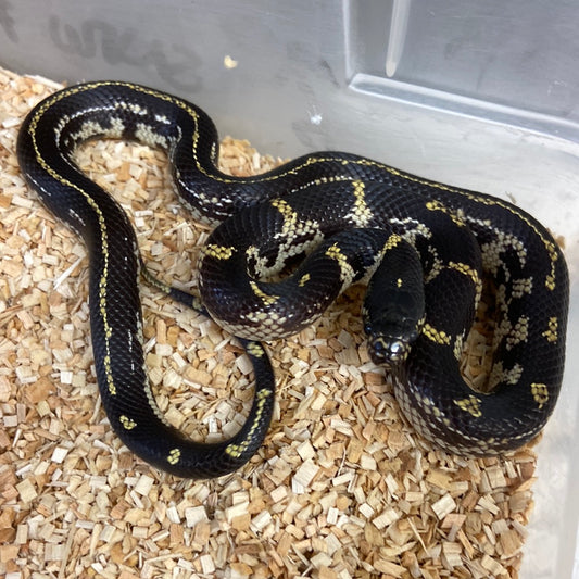 Het Lavender Snow California Kingsnakes 2022 Female F02