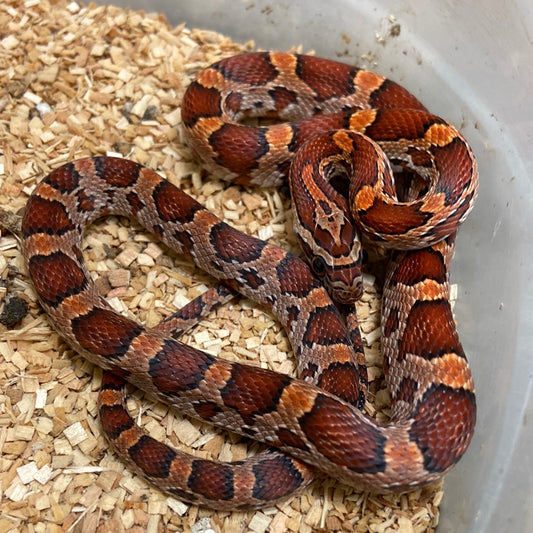 Okeetee Het Scaleless -Cornsnake 2022 F03