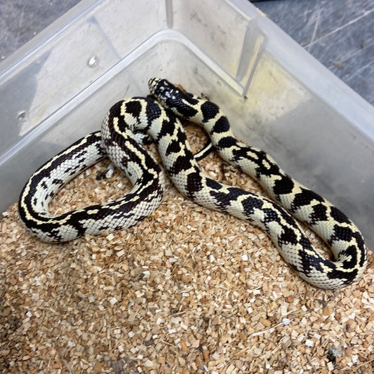 Aberrant Black & White California Kingsnake 2022 Female F01
