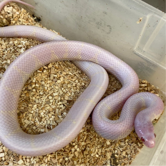 Snow Het Lavender Snow- California Kingsnakes 2021 Male
