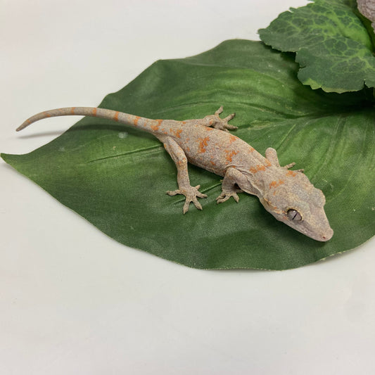 Orange Super Blotched Reticulated Gargoyle Gecko- Pos Female #LS231