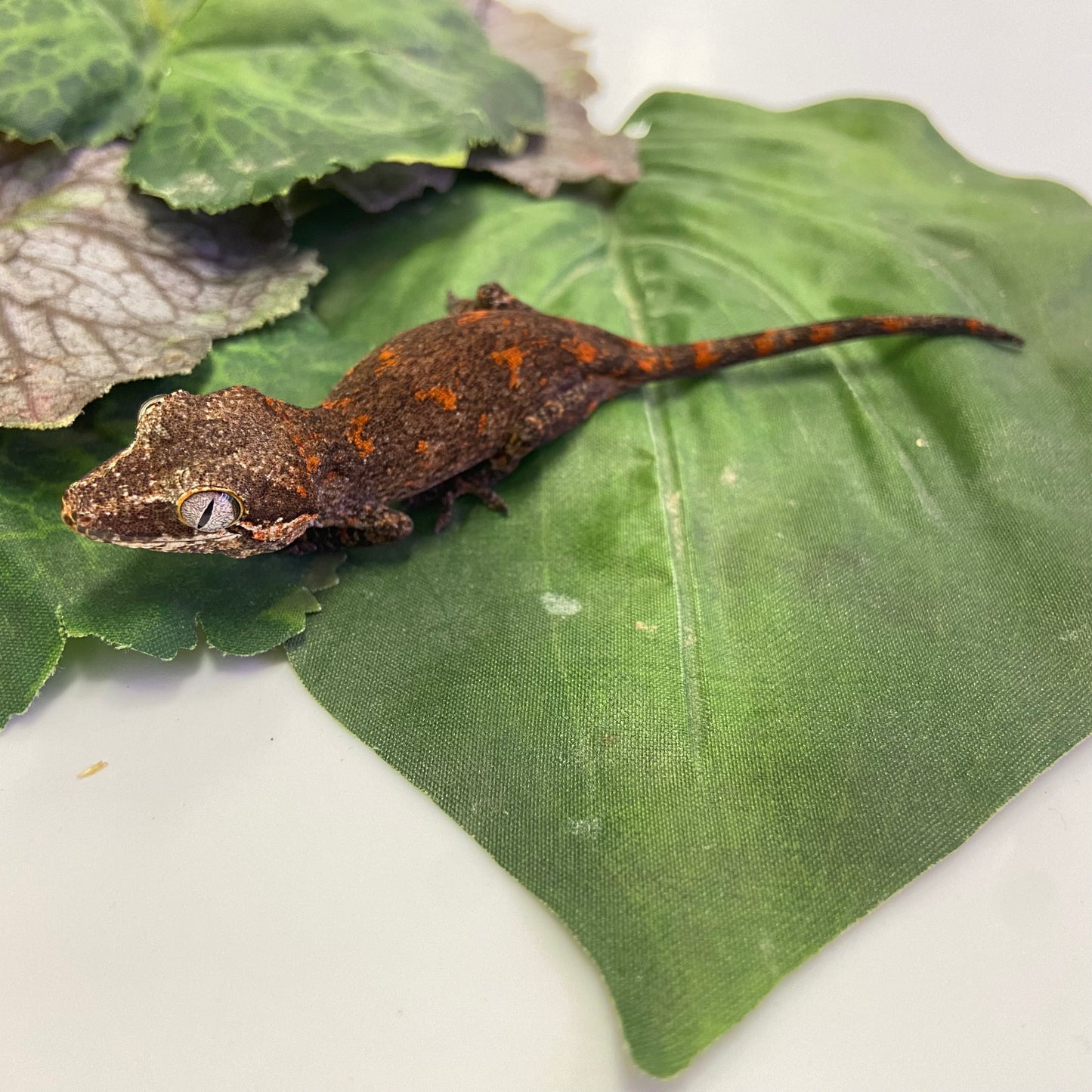 Orange Blotched Reticulated Gargoyle Gecko- Pos Male #AN232