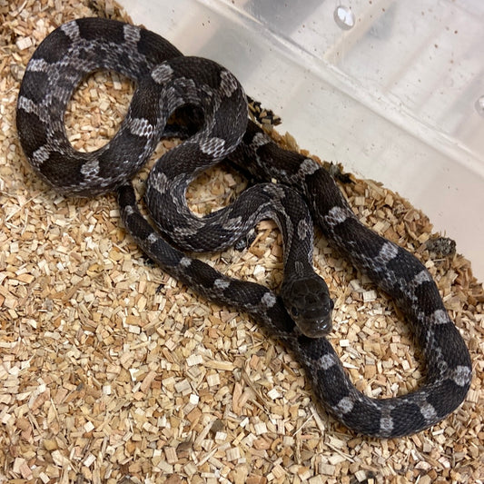 Het Scaleless Texas Rat Snake 2022 Male M01