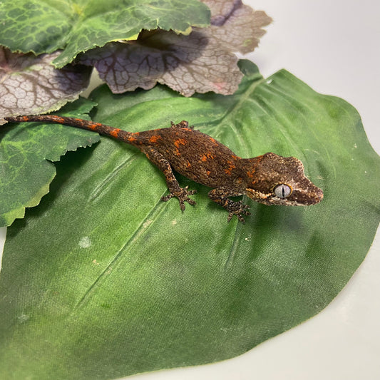 Orange Blotched Reticulated Gargoyle Gecko- Pos Male #AN232