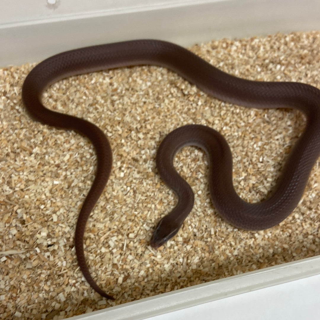 Patternless (Bela Bela Locality) African House Snake 2020 Male M03
