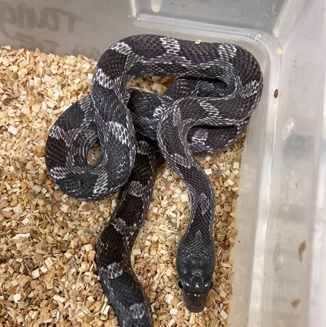 Het Scaleless Texas Rat Snake 2022 Female F02