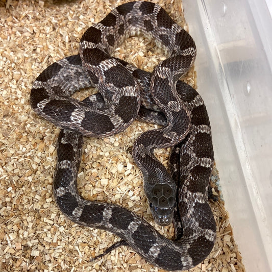 Het Scaleless Texas Rat Snake 2022 Male M02