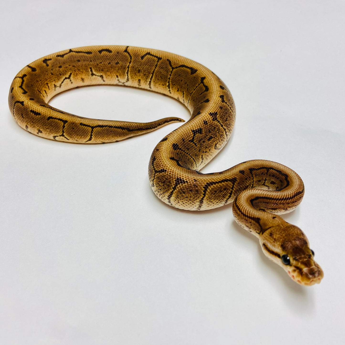 Black Pastel Woma Pinstripe Ball Python- Female #2022F01
