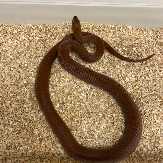 Patternless (Bela Bela Locality) African House Snake 2020 Male M07