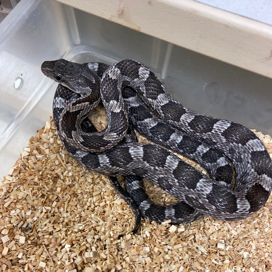 Het Scaleless Texas Rat Snake 2022 Male M03
