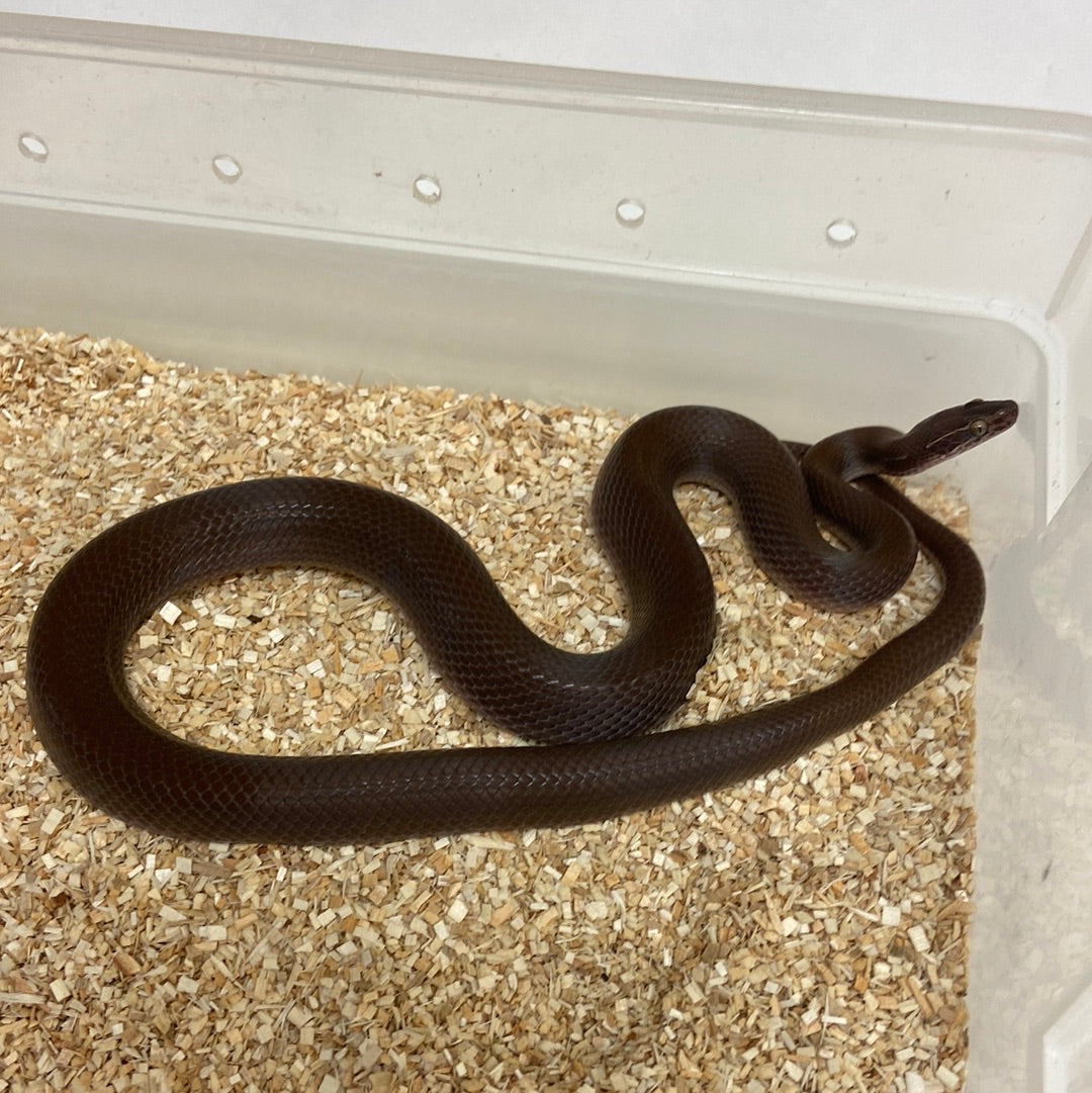 Patternless (Bela Bela Locality) African House Snake 2020 Male M01