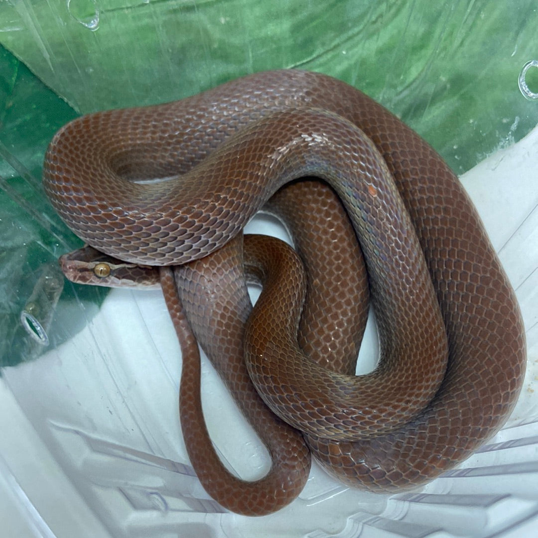 Brian barczyk snake bedding top