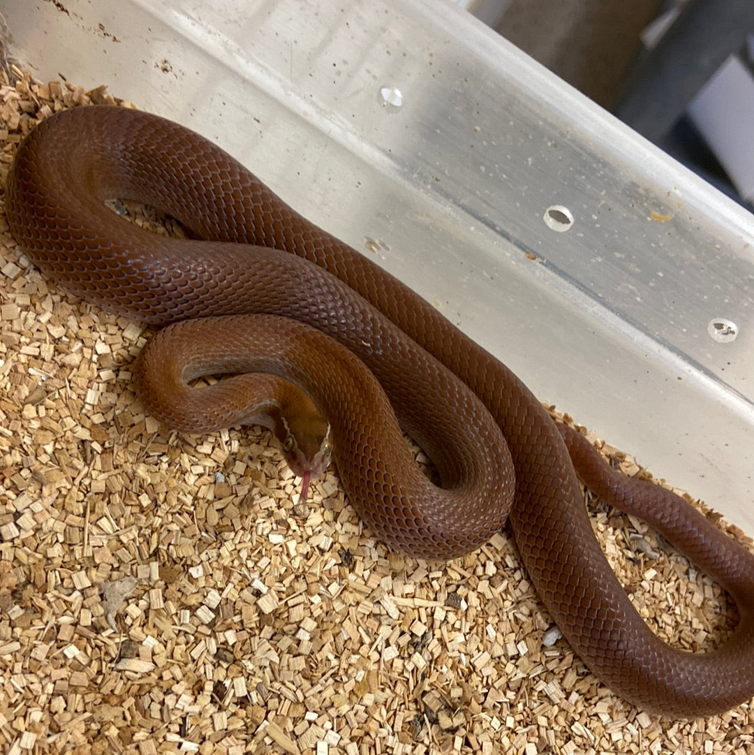 Patternless (Bela Bela Locality) African House Snake 2020 Male M06