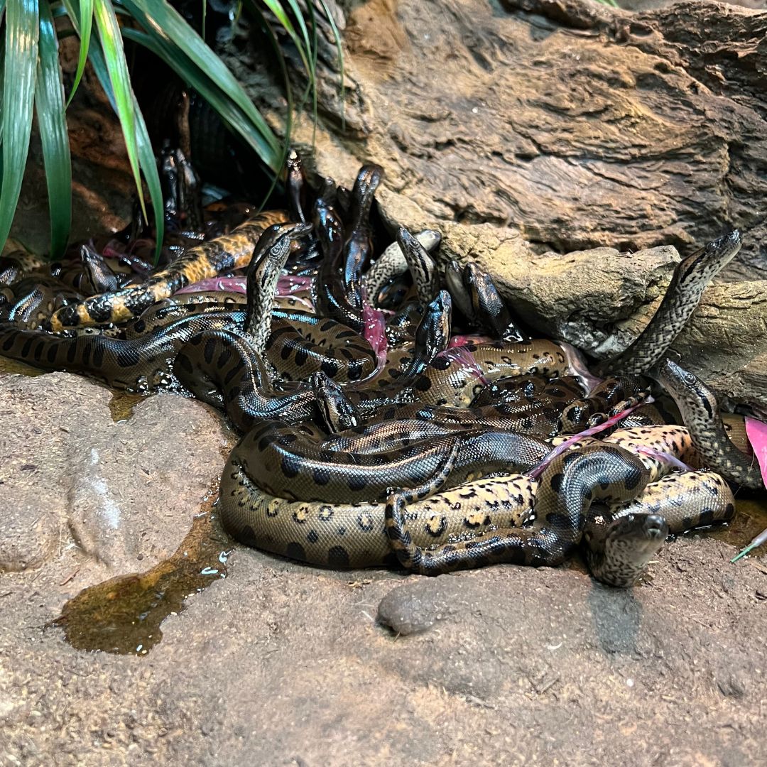 Full Grown Green Anaconda