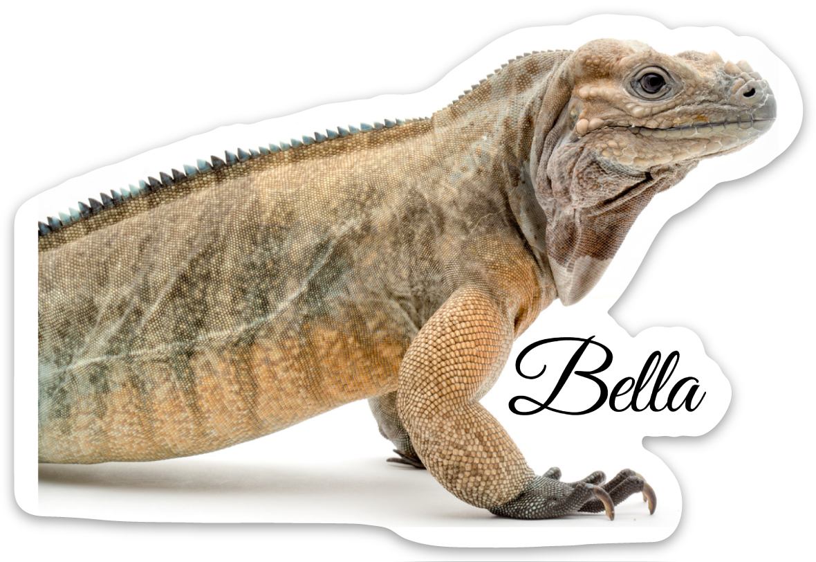 Bella Sticker - BHB Reptiles