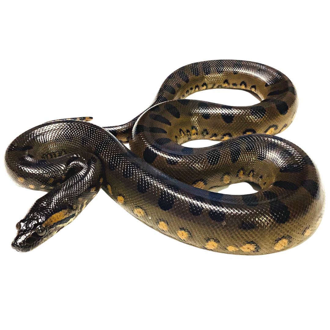 Green Anacondas