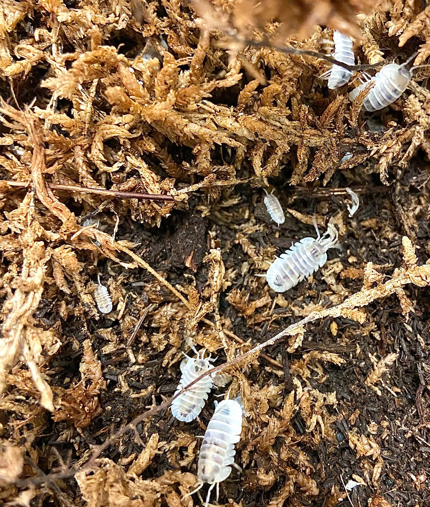 Isopods For Sale