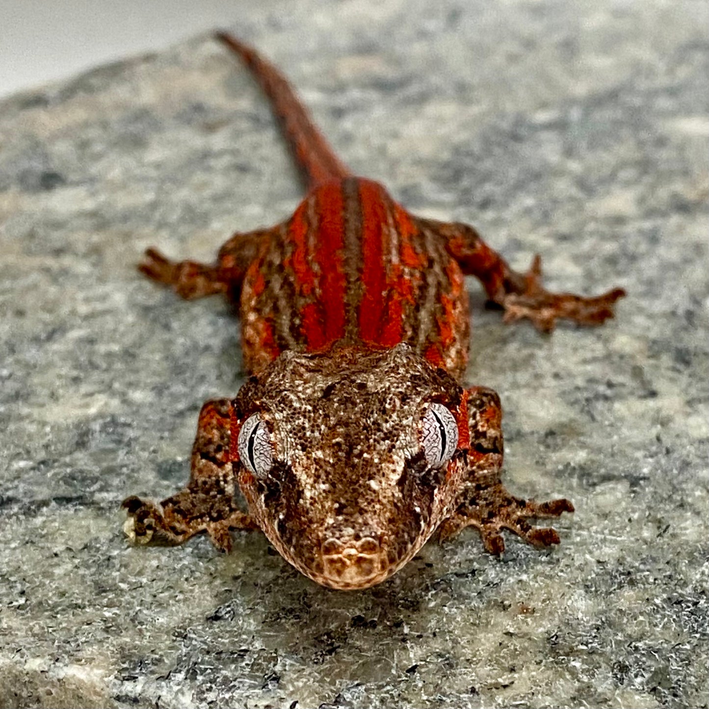Red/Orange Super Stripe Gargoyle Gecko- Male #LS201