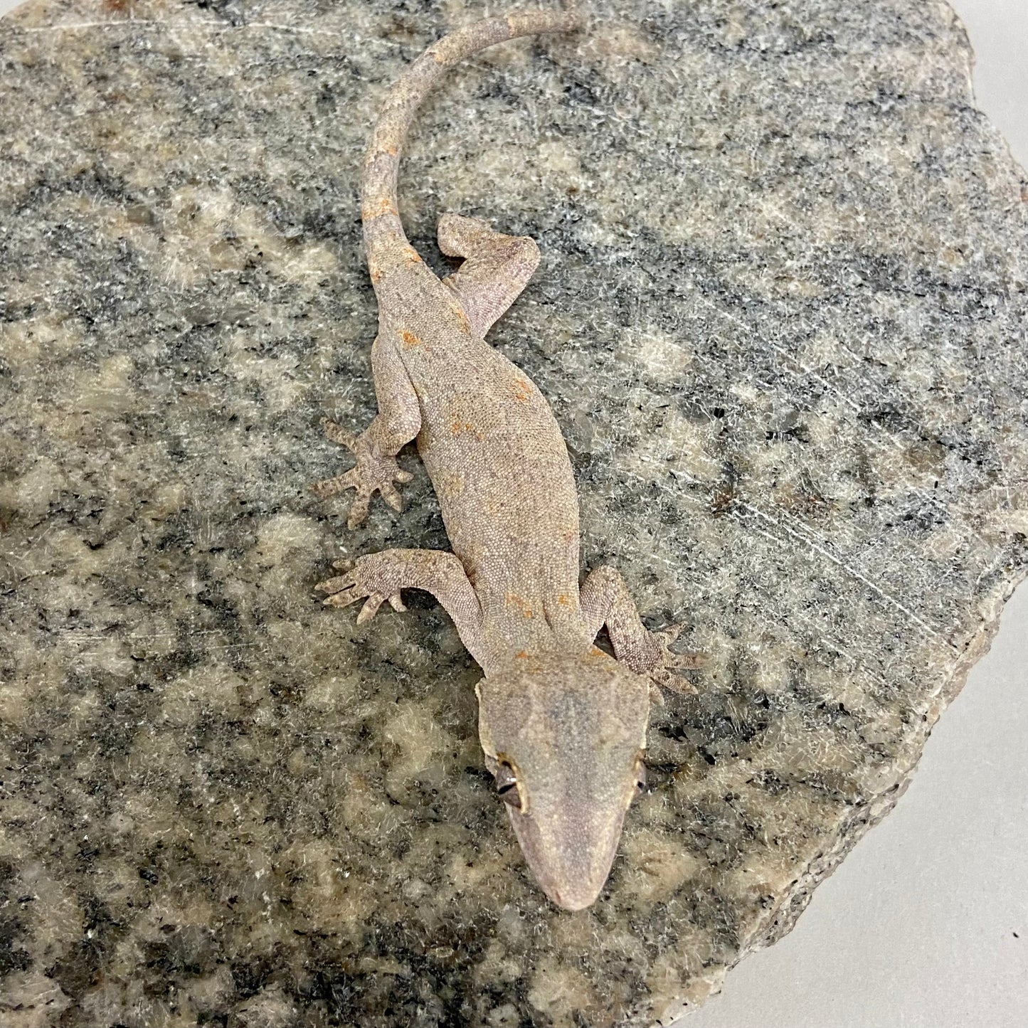 Orange Blotched Reticulated Gargoyle Gecko -Male #LS05