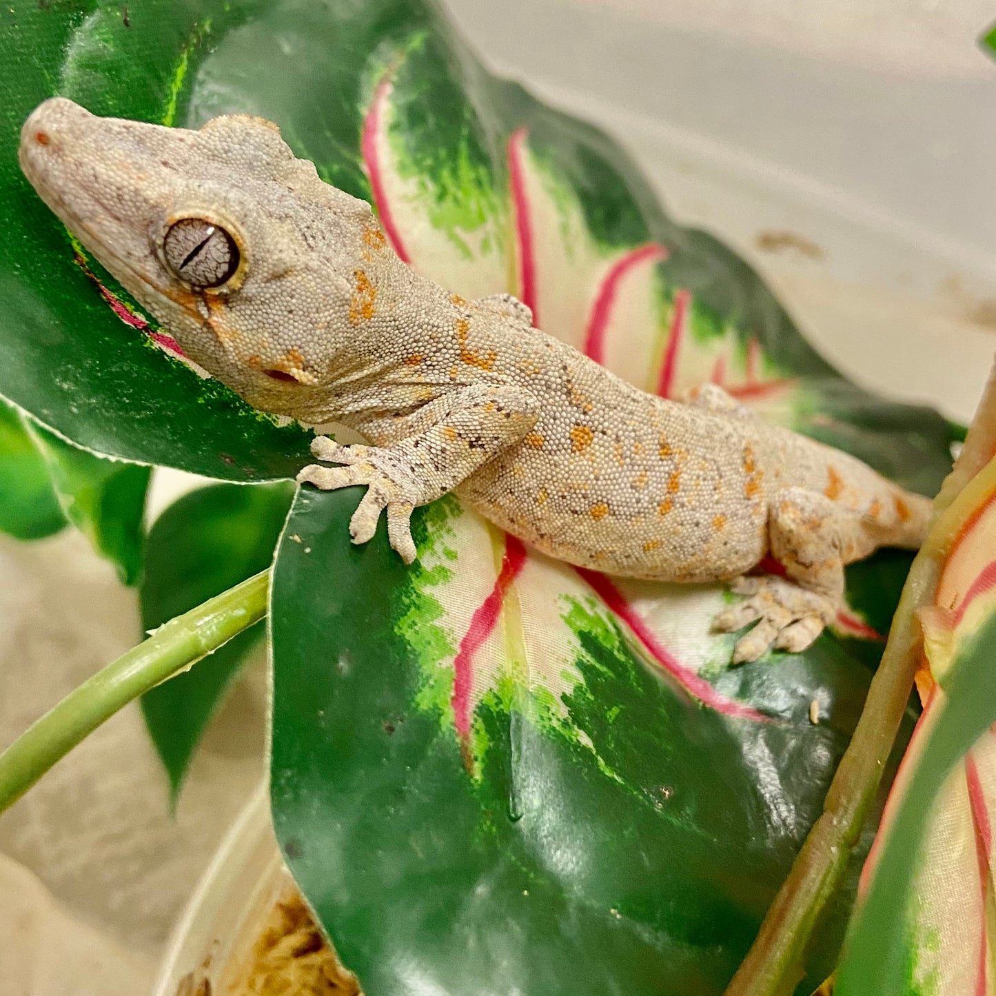Orange Blotched Reticulated Gargoyle Gecko-Male #LS06