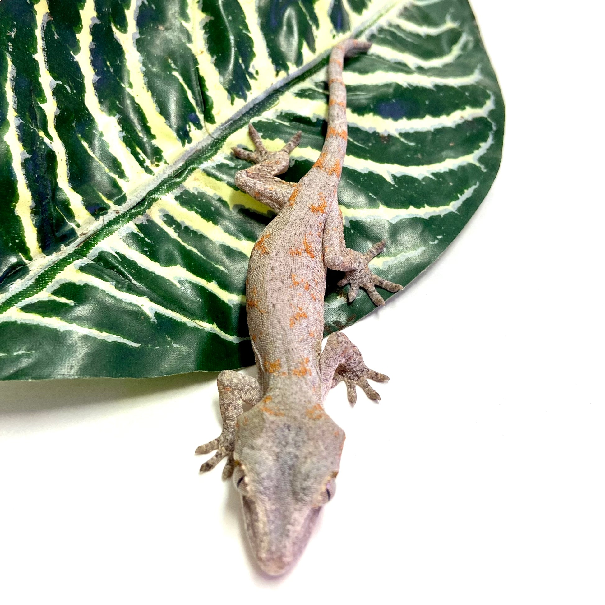 Orange Blotched Reticulated Gargoyle Gecko - Unsexed #LS08 top view