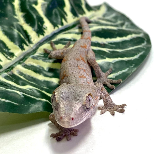 Orange Blotched Reticulated Gargoyle Gecko - Unsexed #LS08 front view