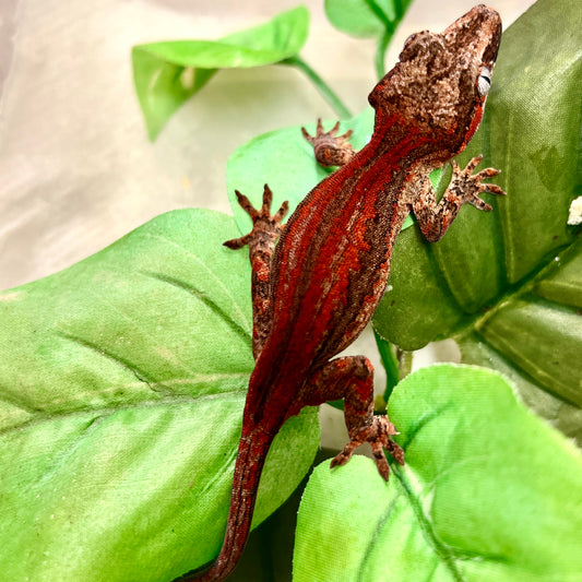 Red Stripe Gargoyle Gecko-Male - #LR02