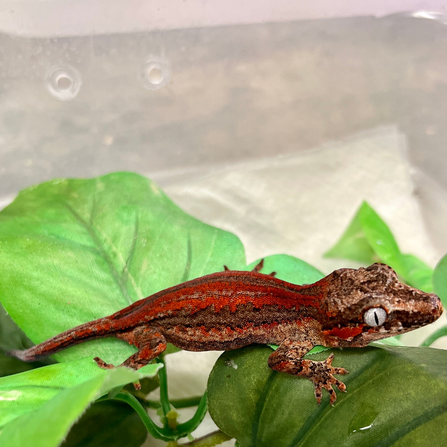 Red Stripe Gargoyle Gecko-Male - #LR02