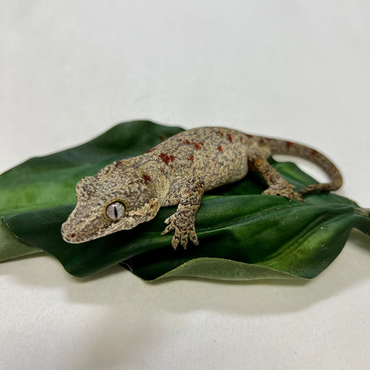 Red Blotched Reticulated- Gargoyle Gecko- Ready To Breed Male #AS01