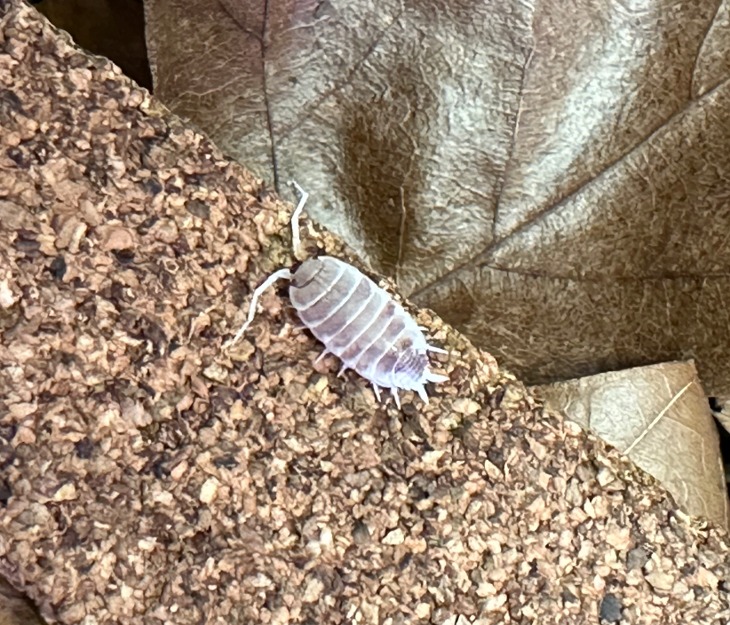 Isopods For Sale