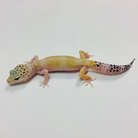 Super Hypo Mack Snow W/Y Het Eclipse Leopard Gecko Female #E-I5-73019-1