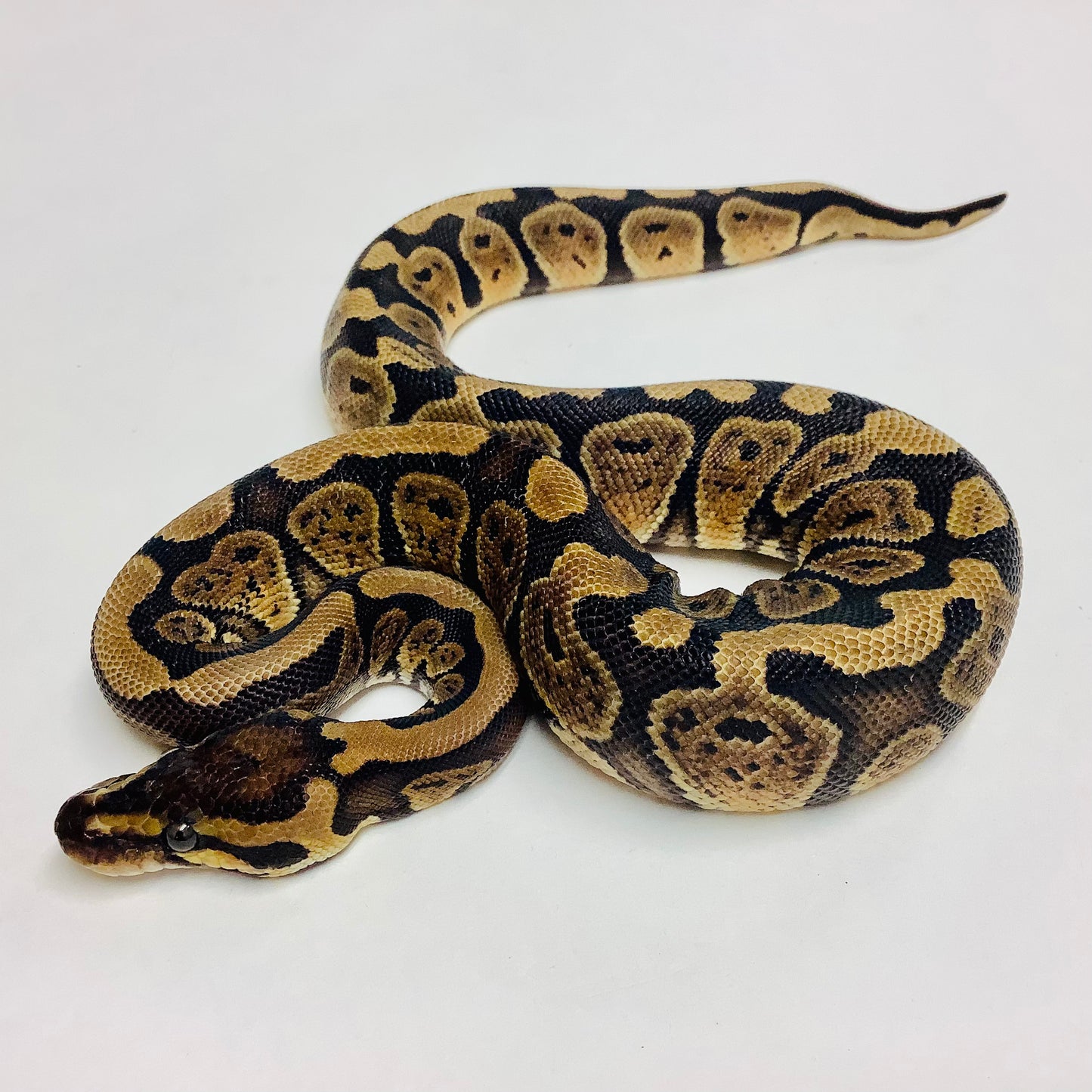 Red Stripe Ball Python - Female #2021F02