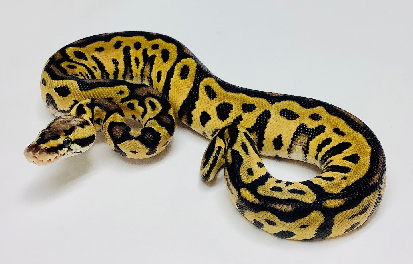 Pastel Leopard Het Clown Ball Python - Male #2021M03-1