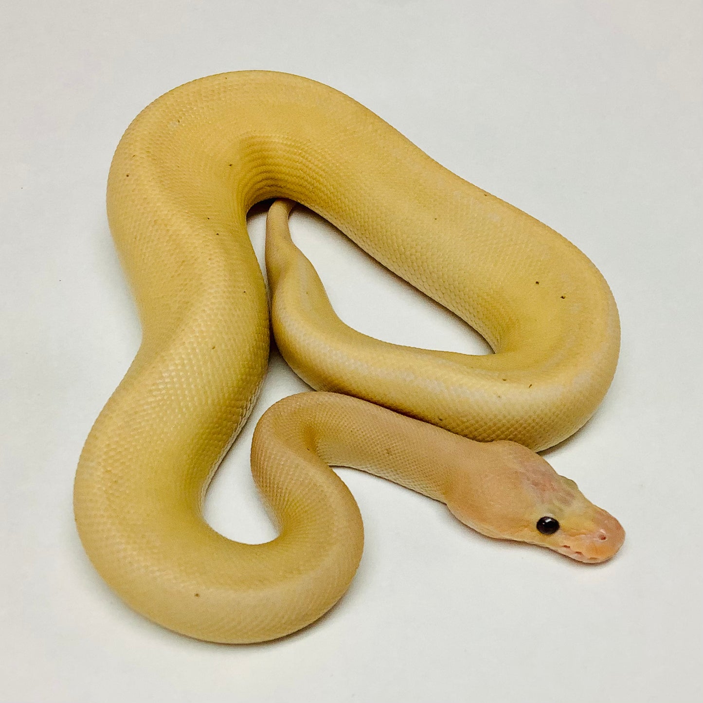 Pastel Banana Camo Ball Python - Male #2022M01