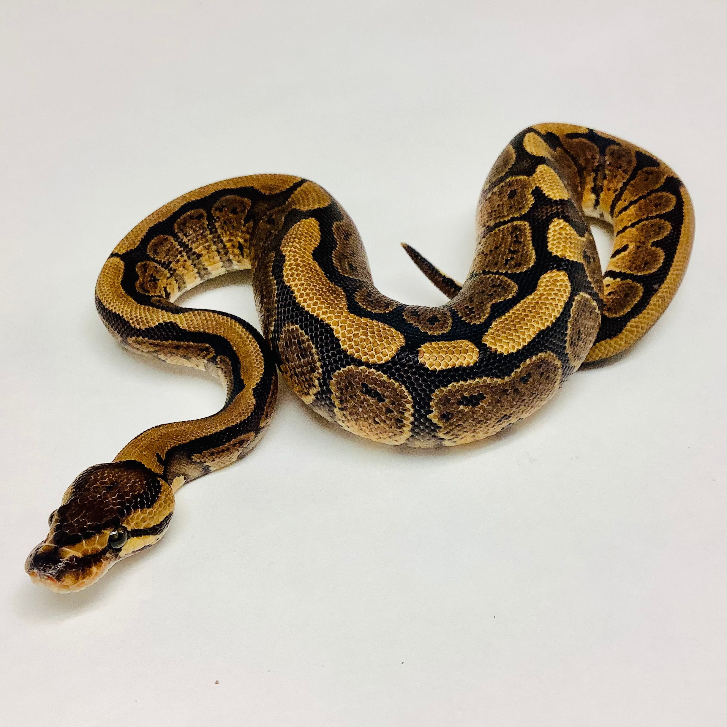 Red Ball Python Morphs