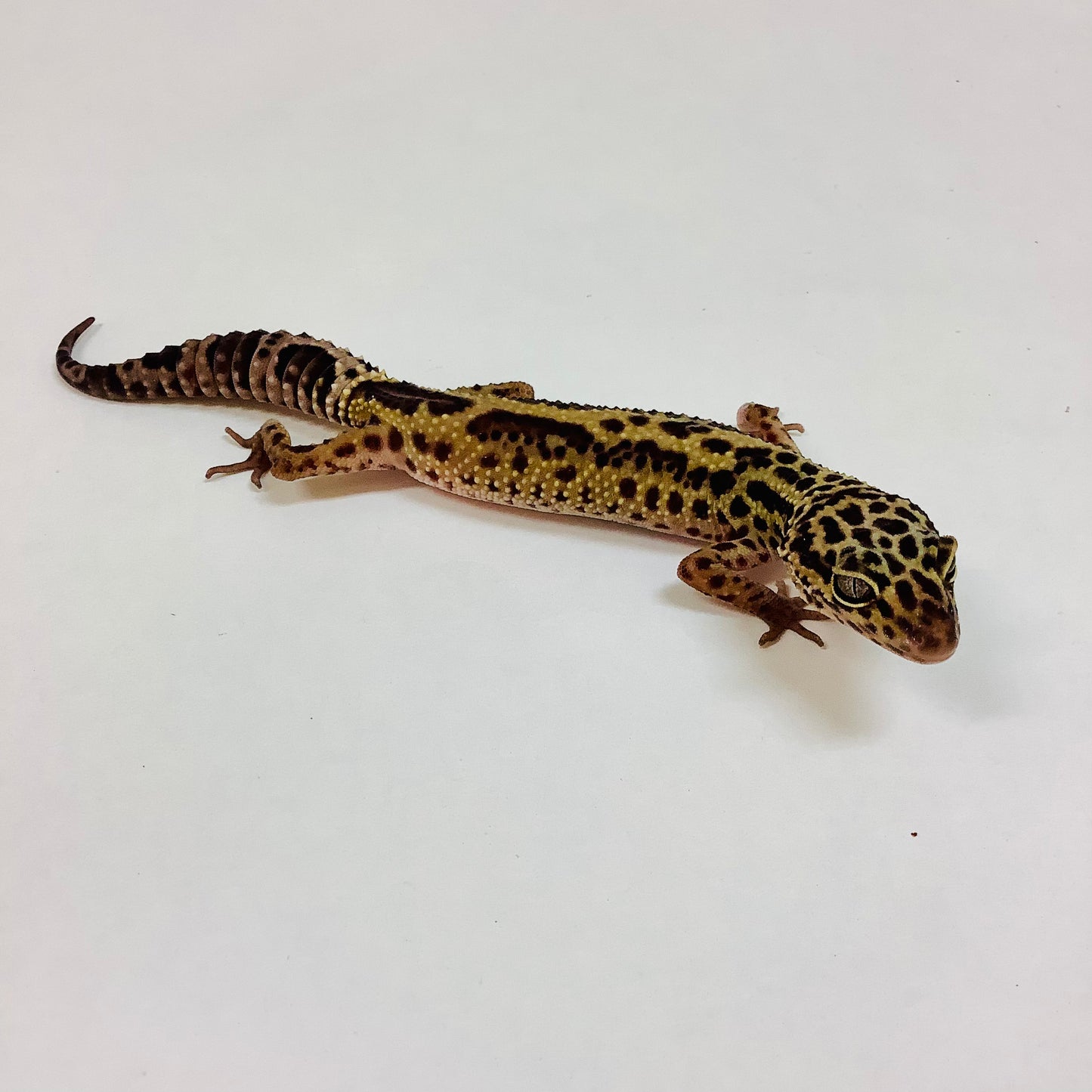 Dark Jungle Mack Snow Leopard Gecko Female F-G5-61821-1