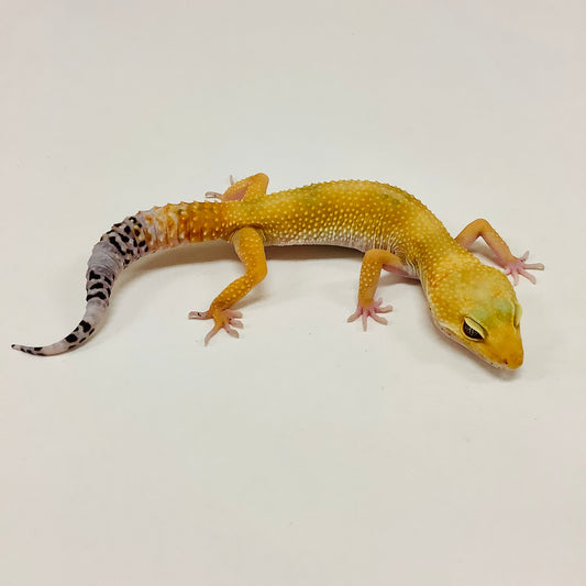 Super Hypo Tangerine Carrot Tail Baldy W/Y Leopard Geckos Female-#D-L5-92220-1