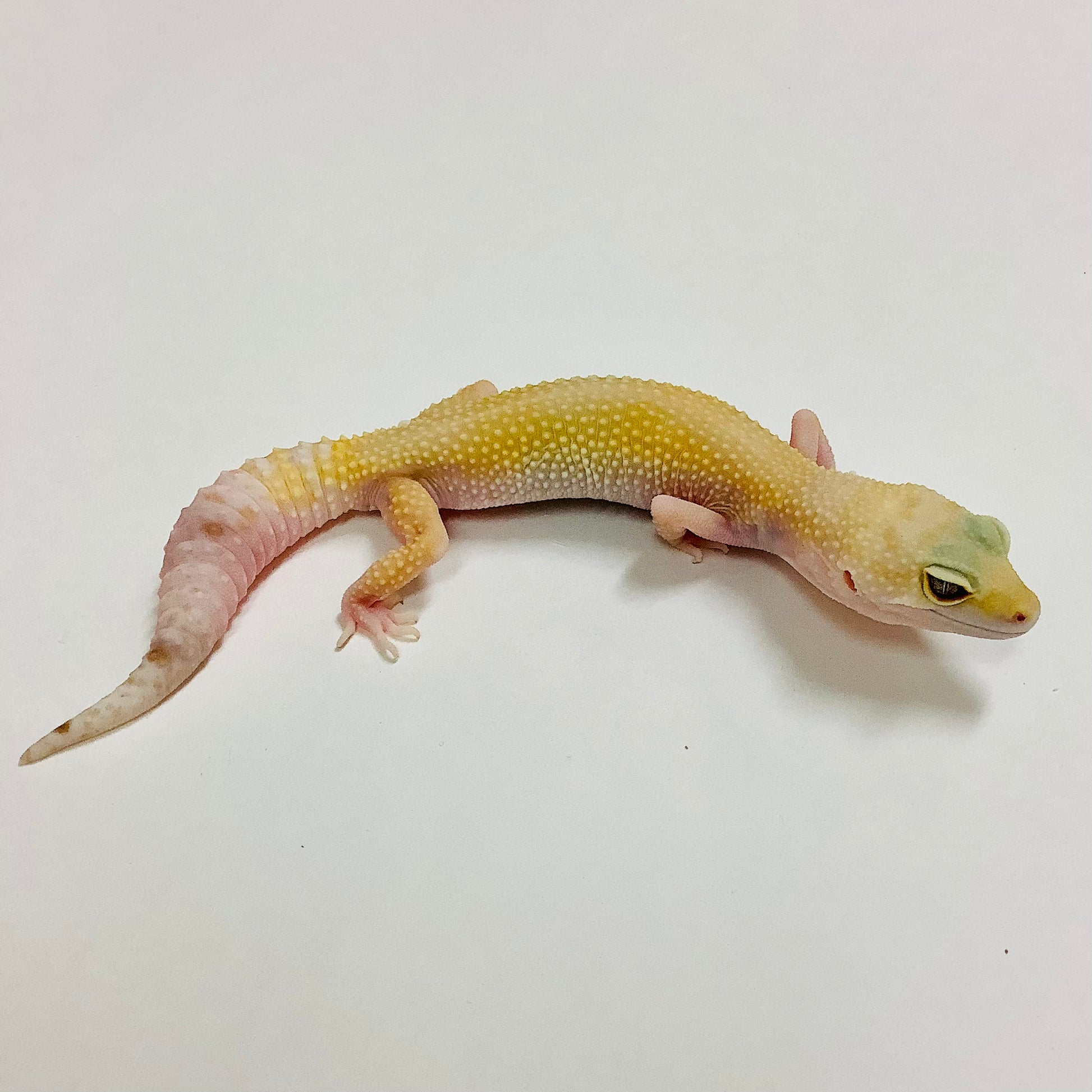 Super Hypo Mack Snow Tremper Albino Leopard Gecko Female F