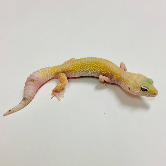 Super Hypo Mack Snow Tremper Albino Leopard Gecko Female F-N5-92520-1