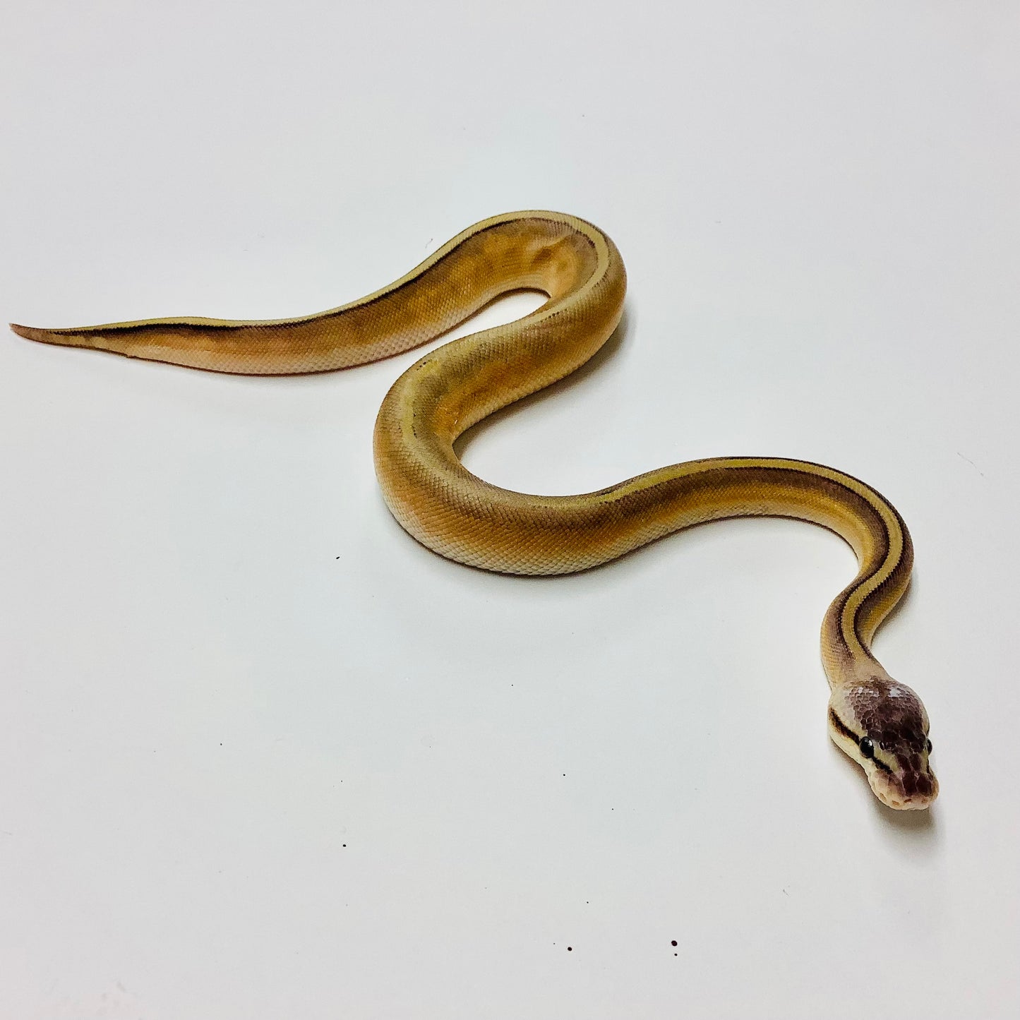 Super Pastel Genetic Stripe Ball Python Male 2021M02
