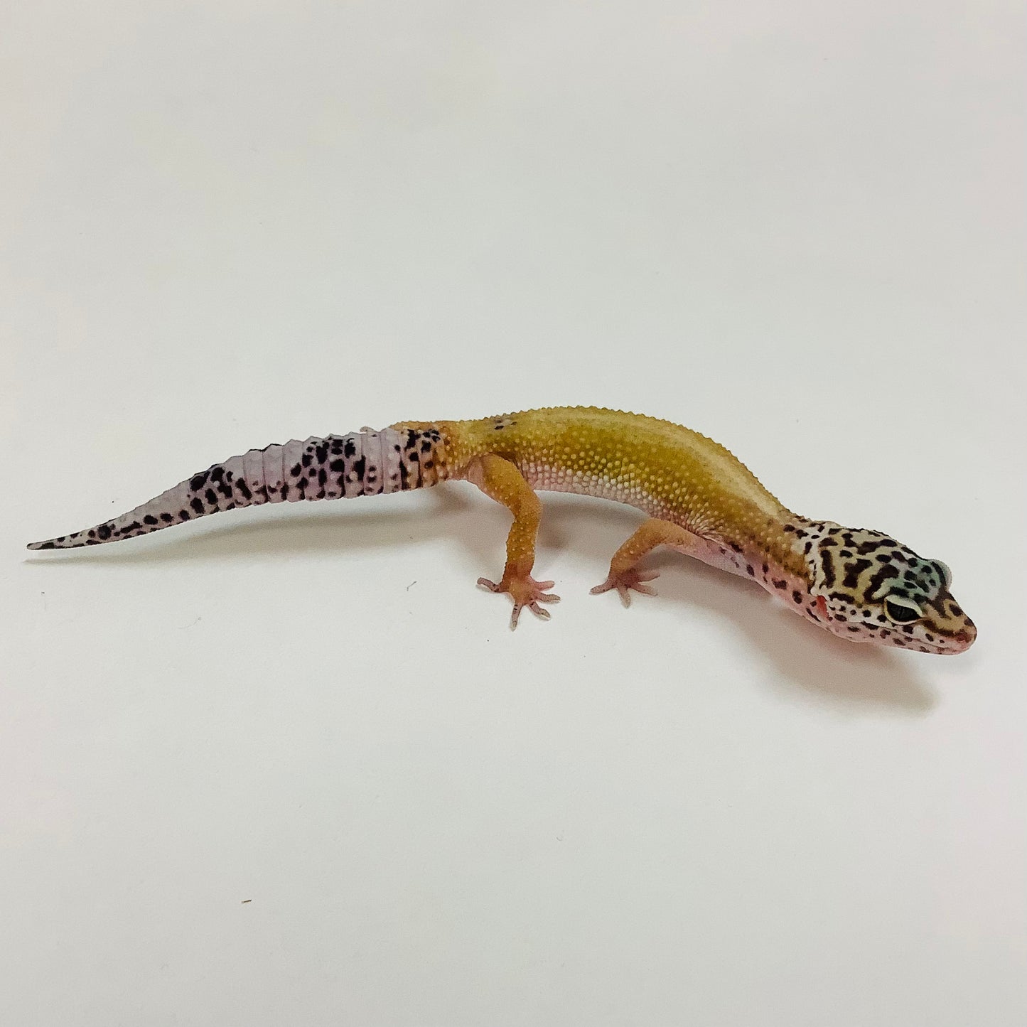 Dark Hypo Mack Snow Het Bell Leopard Gecko- Female #K-G7-82622-1